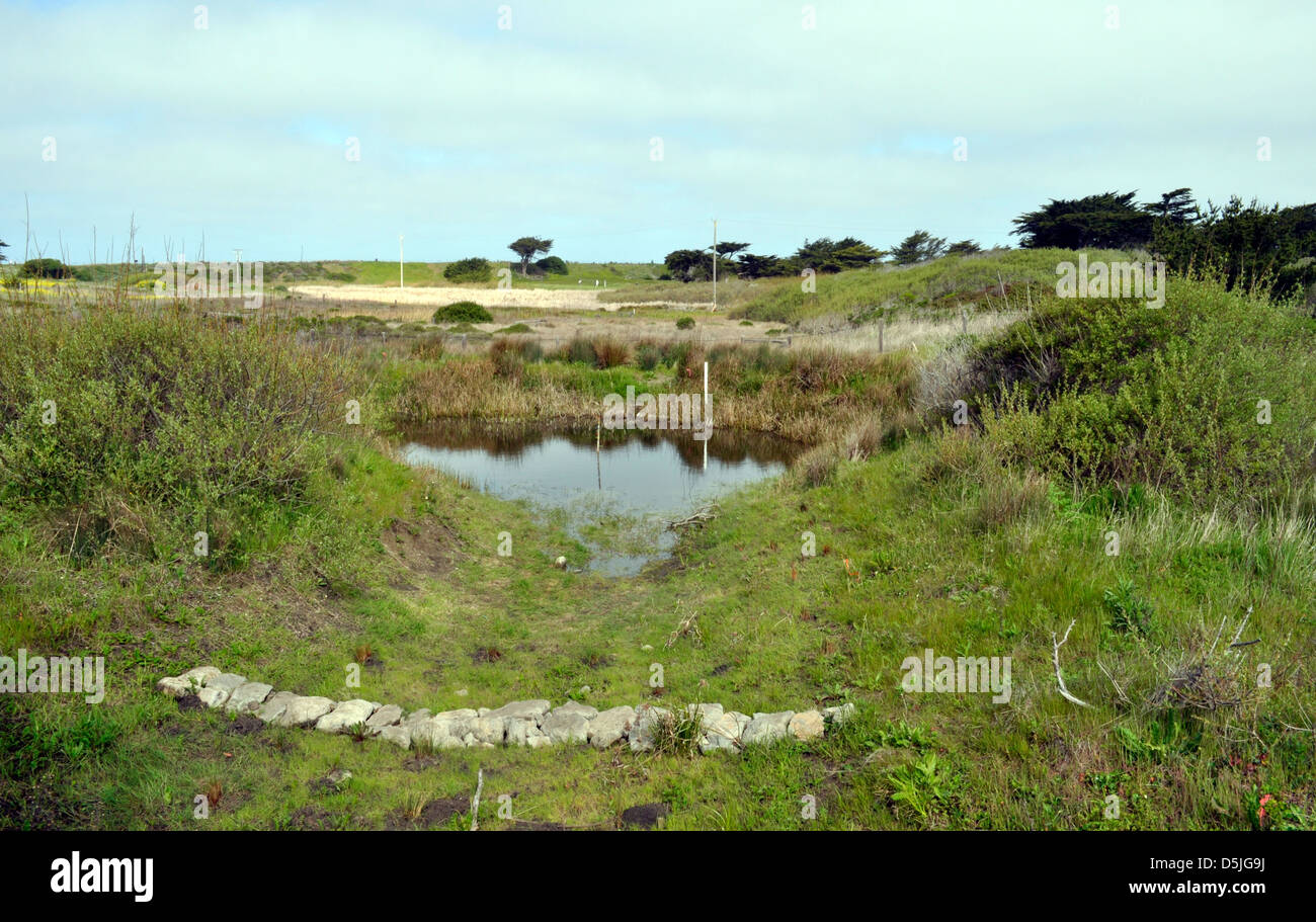 Teich Lebensraum an Mori Point, Golden Gate National Recreation Area, Pacifica, Kalifornien, USA Stockfoto