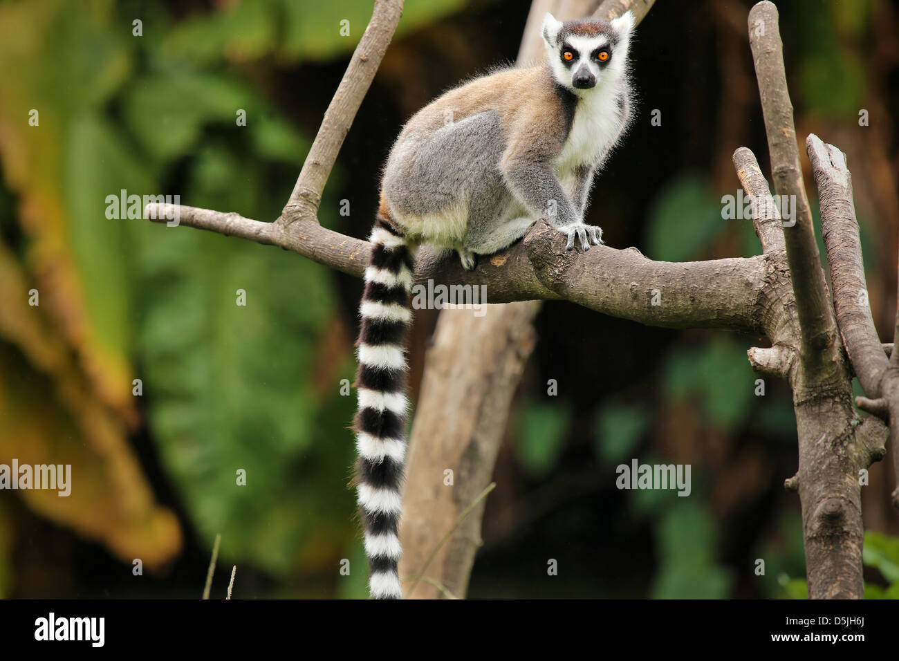 Katta (Lemur Catta) mit großen, hellen orangefarbenen Augen blickt und Uhren aus einem Zweig in Madagaskar. Stockfoto