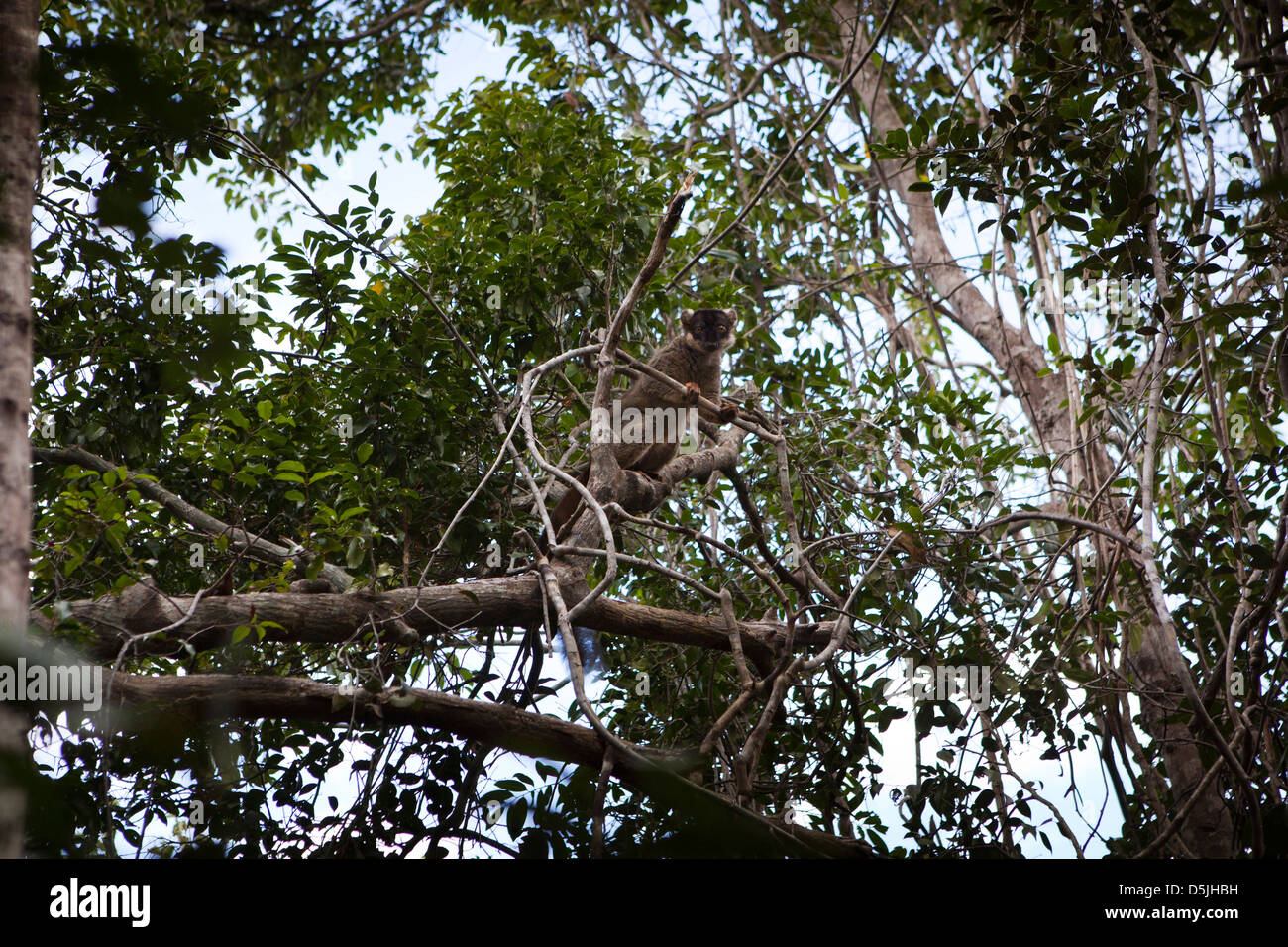 Madagaskar, Trockenwald Tiere, braune Lemur Eulemur Fulvus in Baum Stockfoto