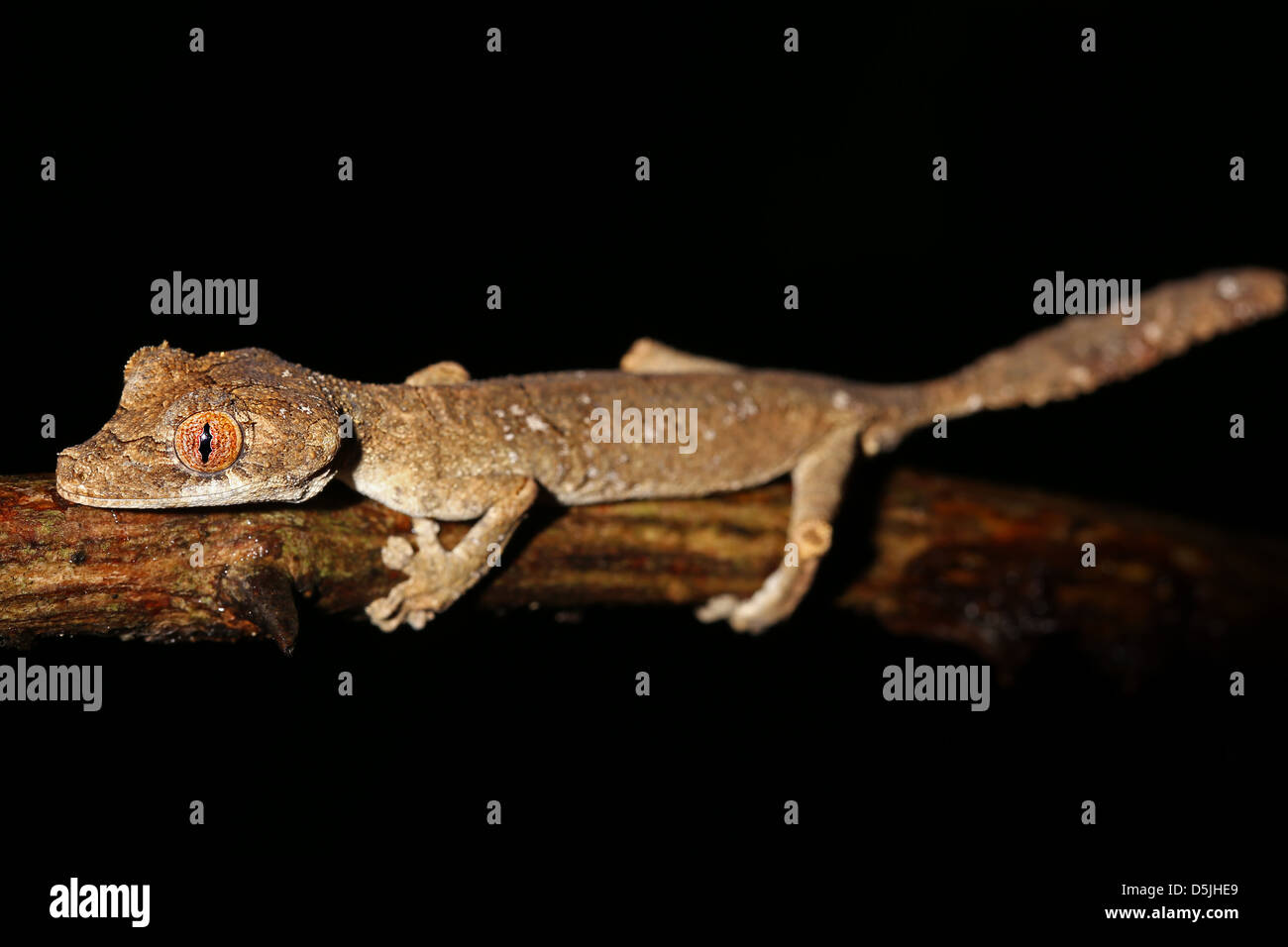 Gunthers Blatt-tailed Gecko (Uroplatus aus) in Madagaskar (Ankarafantsika) gefährdet. Dies ist eines der seltensten Geckos. Stockfoto