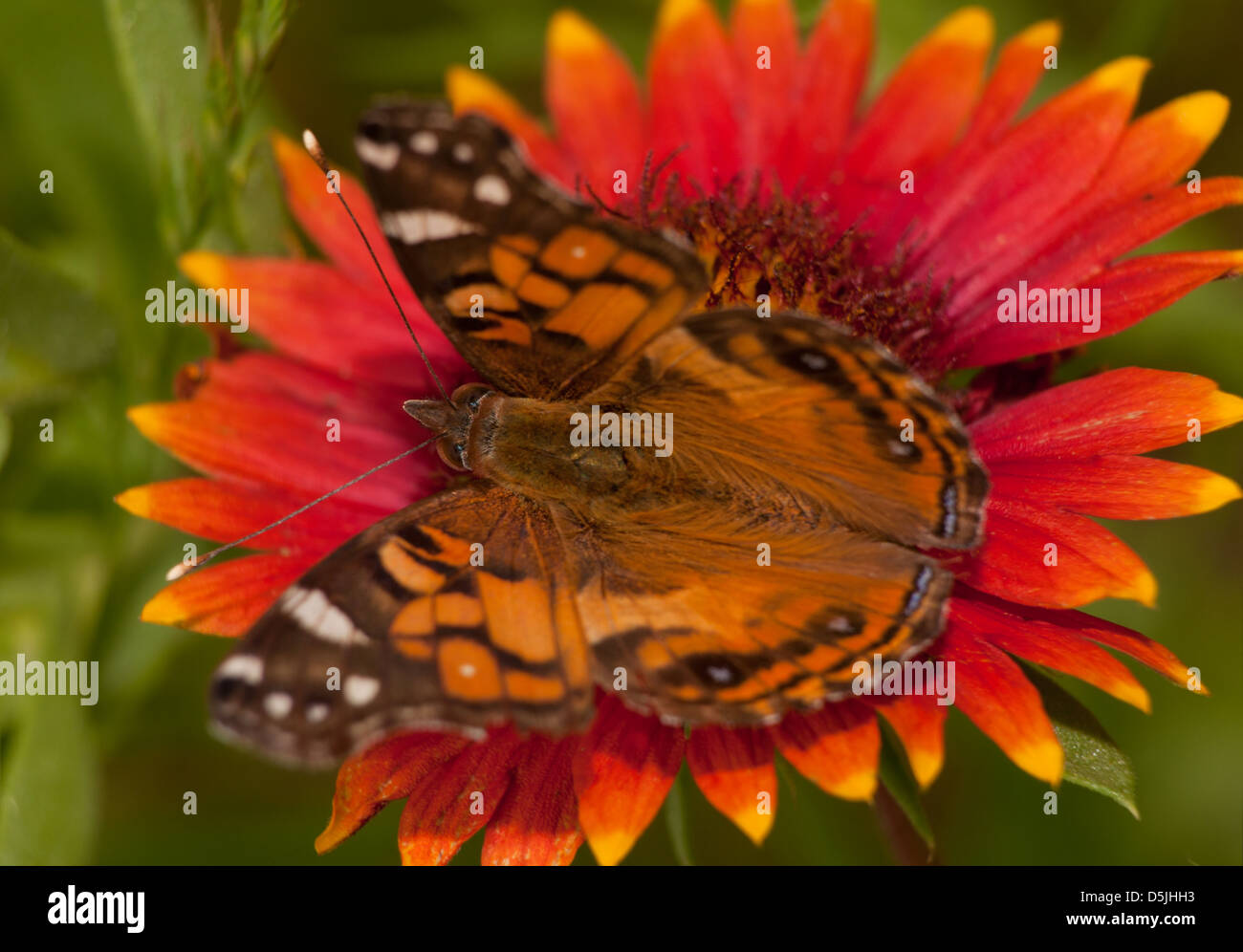 Nahaufnahme von einem amerikanischen Distelfalter Schmetterling Fütterung auf eine helle farbige indische Decke Blume Stockfoto