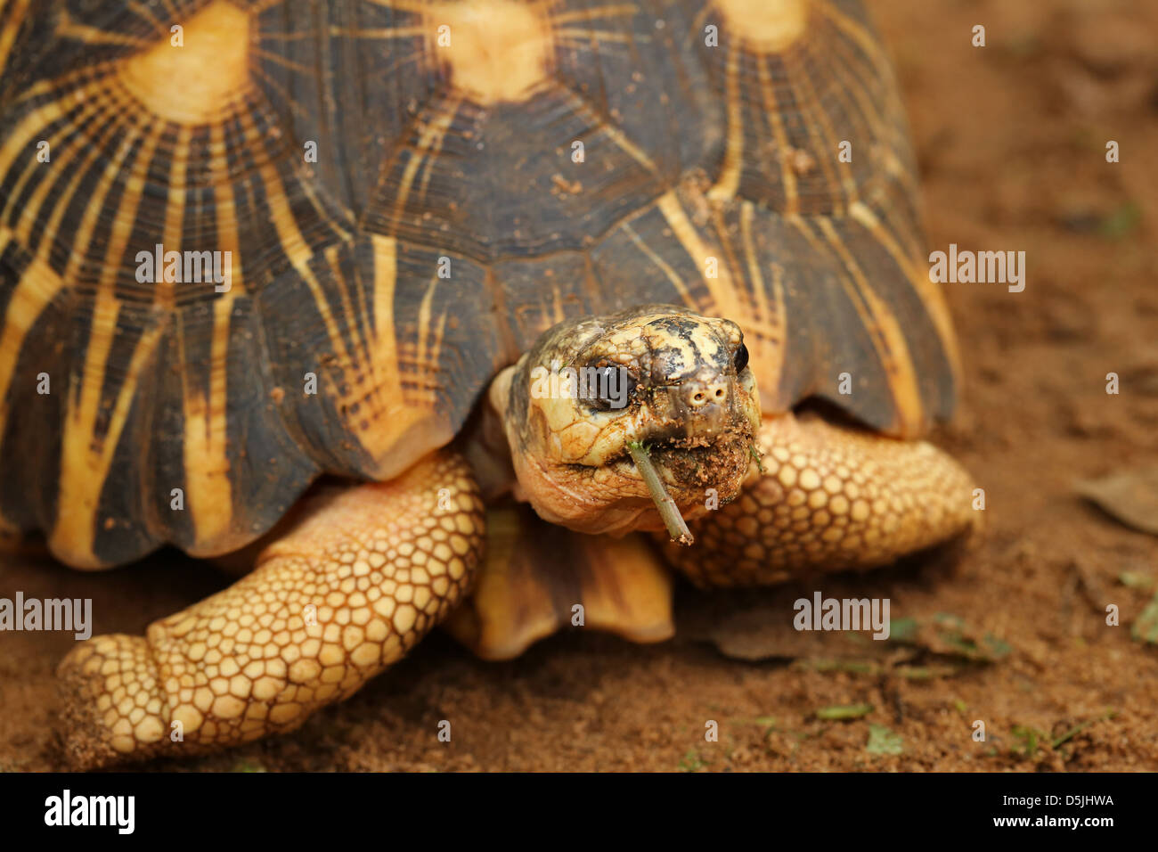 Kritisch sieht sich gefährdete strahlte Schildkröte (Astrochelys Radiata) um in Madagaskar. Tiere ist eine der Welt am meisten gefährdet. Stockfoto