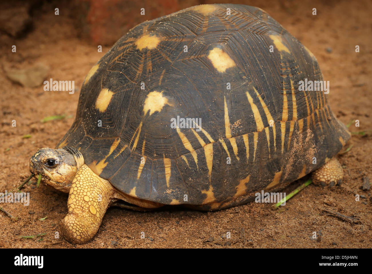Kritisch sieht sich gefährdete strahlte Schildkröte (Astrochelys Radiata) um in Madagaskar. Tiere ist eine der Welt am meisten gefährdet. Stockfoto