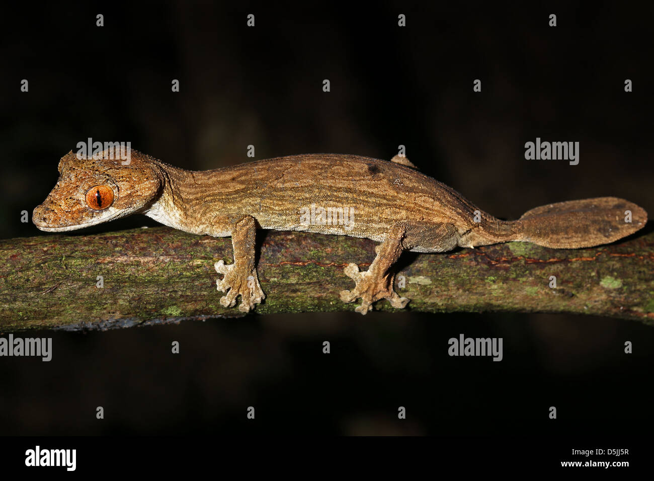 Gunthers Blatt-tailed Gecko (Uroplatus aus) in Madagaskar (Ankarafantsika) gefährdet. Dies ist eines der seltensten Geckos. Stockfoto