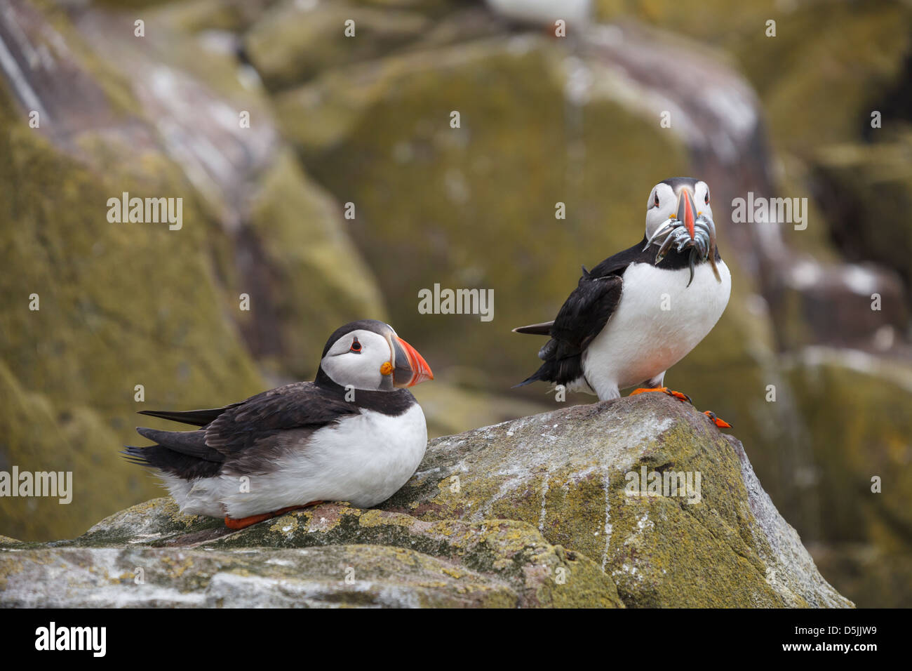 Ein paar der Papageientaucher auf Inner Farne, Bestandteil der Farne Islands in Northumberland gefangen genommen. Stockfoto