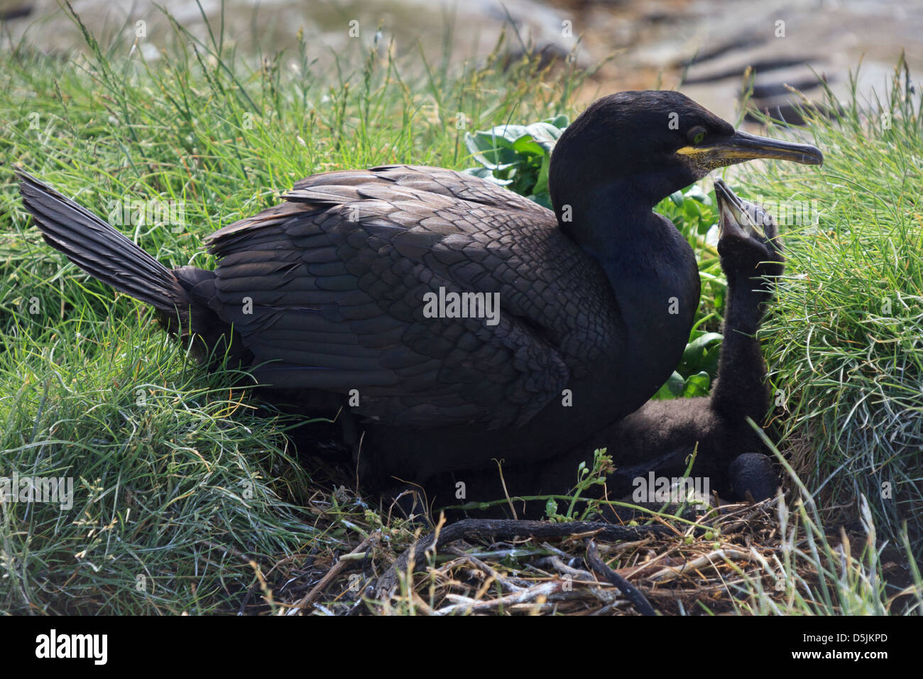 Shags auf Grundnahrungsmittel Insel, Teil der Farne Islands in Northumberland Stockfoto