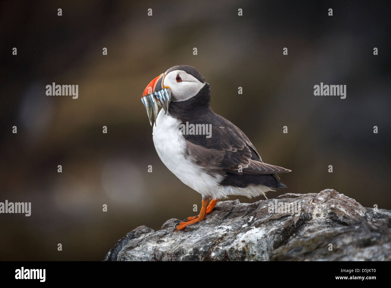 Ein Papageientaucher mit Sandaal auf Grundnahrungsmittel Insel, Teil der Farne Islands in Northumberland Stockfoto