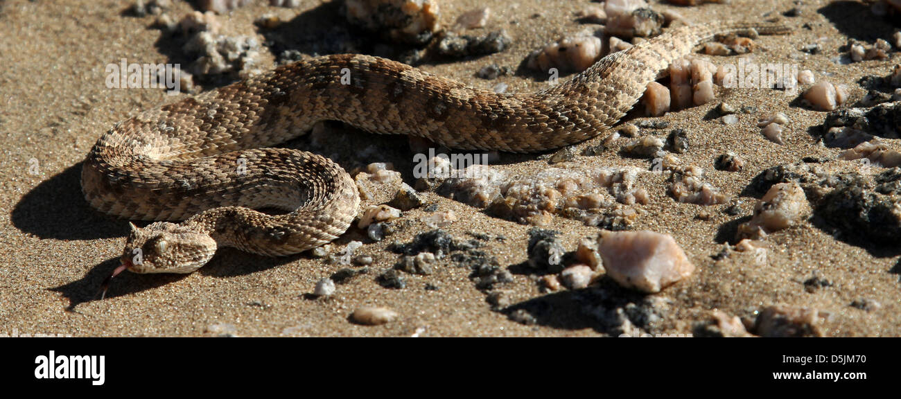 Gehörnten hinzugefügt Stockfoto