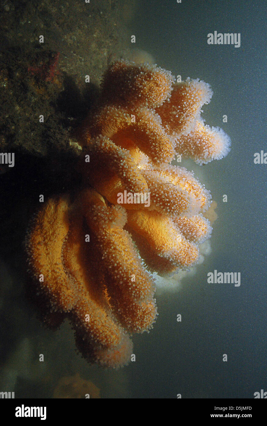 Tote mans finger pilze -Fotos und -Bildmaterial in hoher Auflösung – Alamy