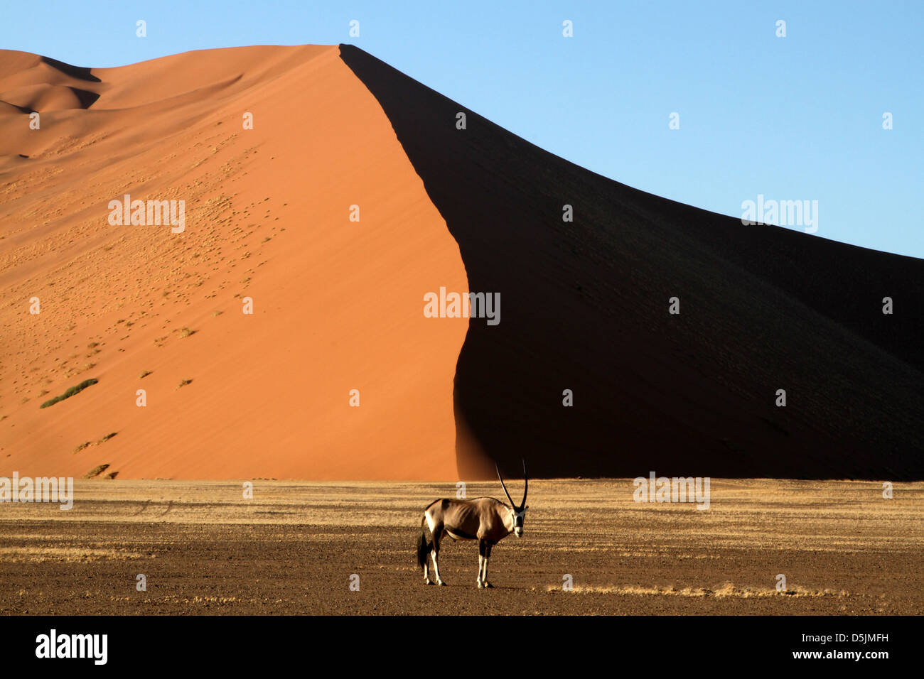 Sossusvlie Düne 43 Oryx Stockfoto