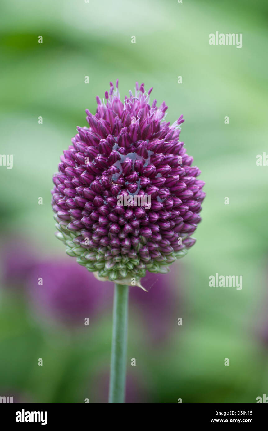 ALLIUM SPHAEROCEPHALON Stockfoto