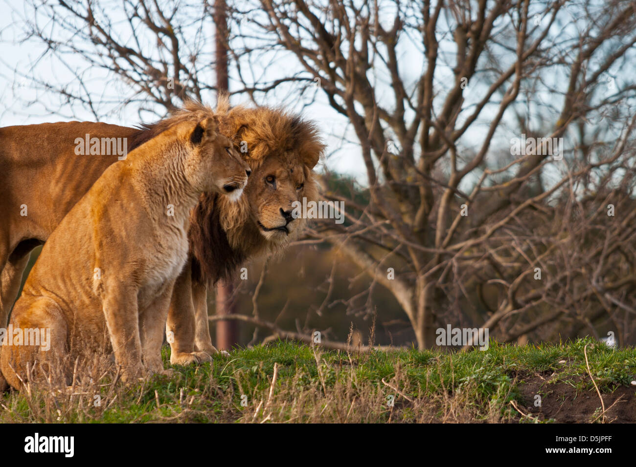 Löwe und Löwin im Yorkshire Wildlife Park Stockfoto