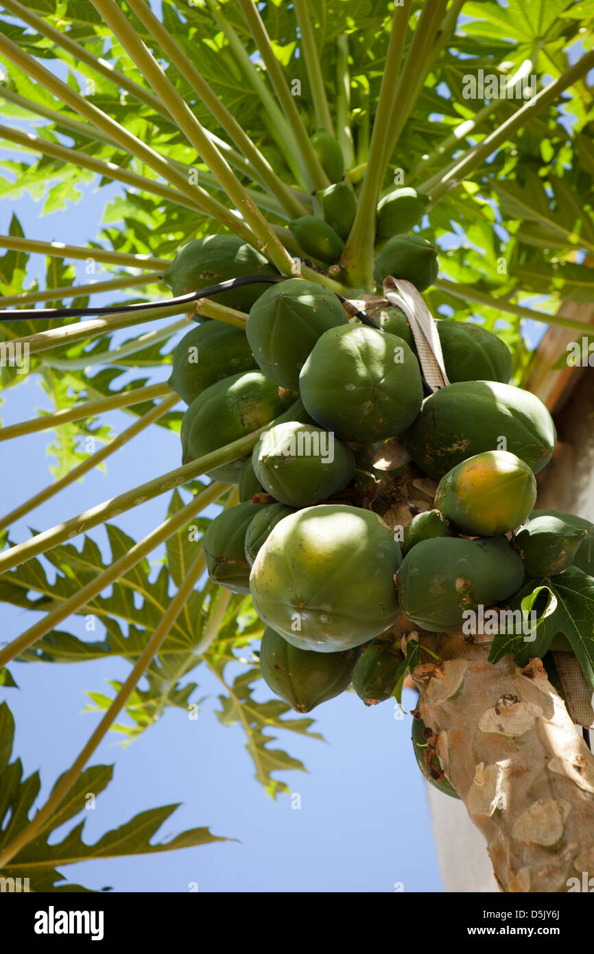 Madagaskar, Nosy Be, unreife grüne Papaya, Frucht der Pflanze Carica wächst Stockfoto