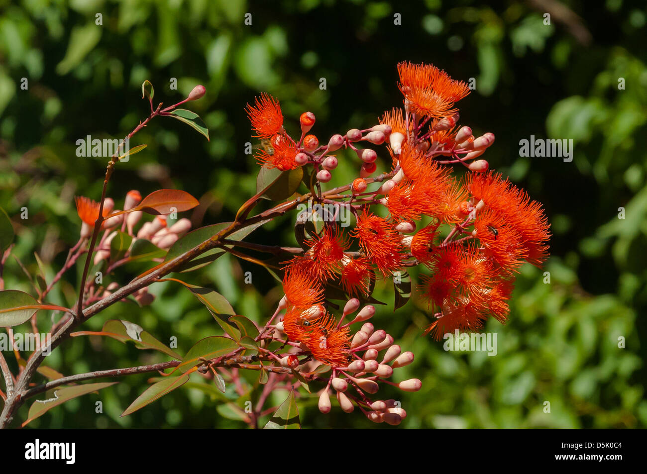 Corymbia Ficifolia, rote Blüte Gum Stockfoto
