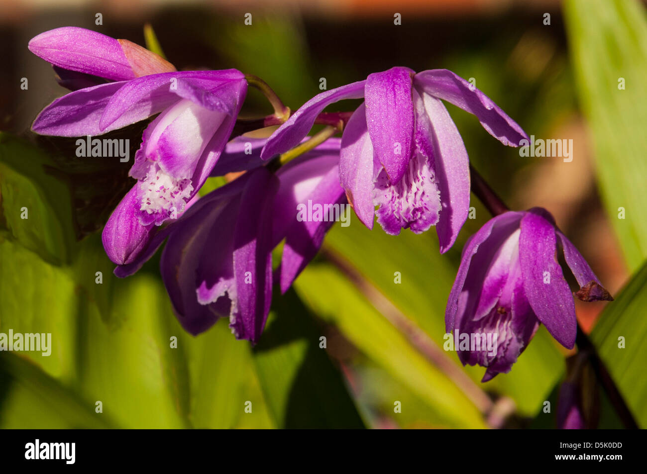 Bletilla Striata, lila chinesischen Boden Orchidee Stockfoto