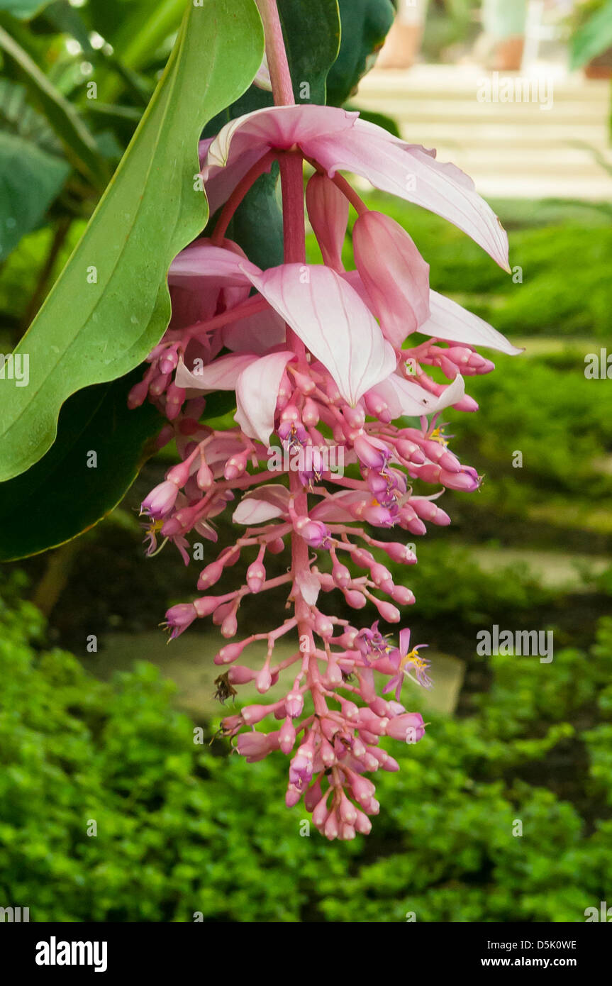 Medinilla magnifica lindl Fotos und Bildmaterial in hoher Auflösung