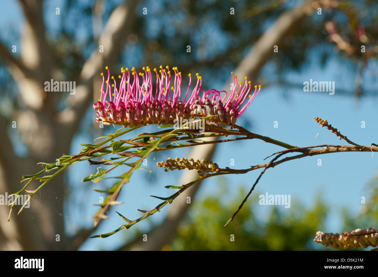 Grevillea Longifolia, Long-leaved Grevillea Stockfoto