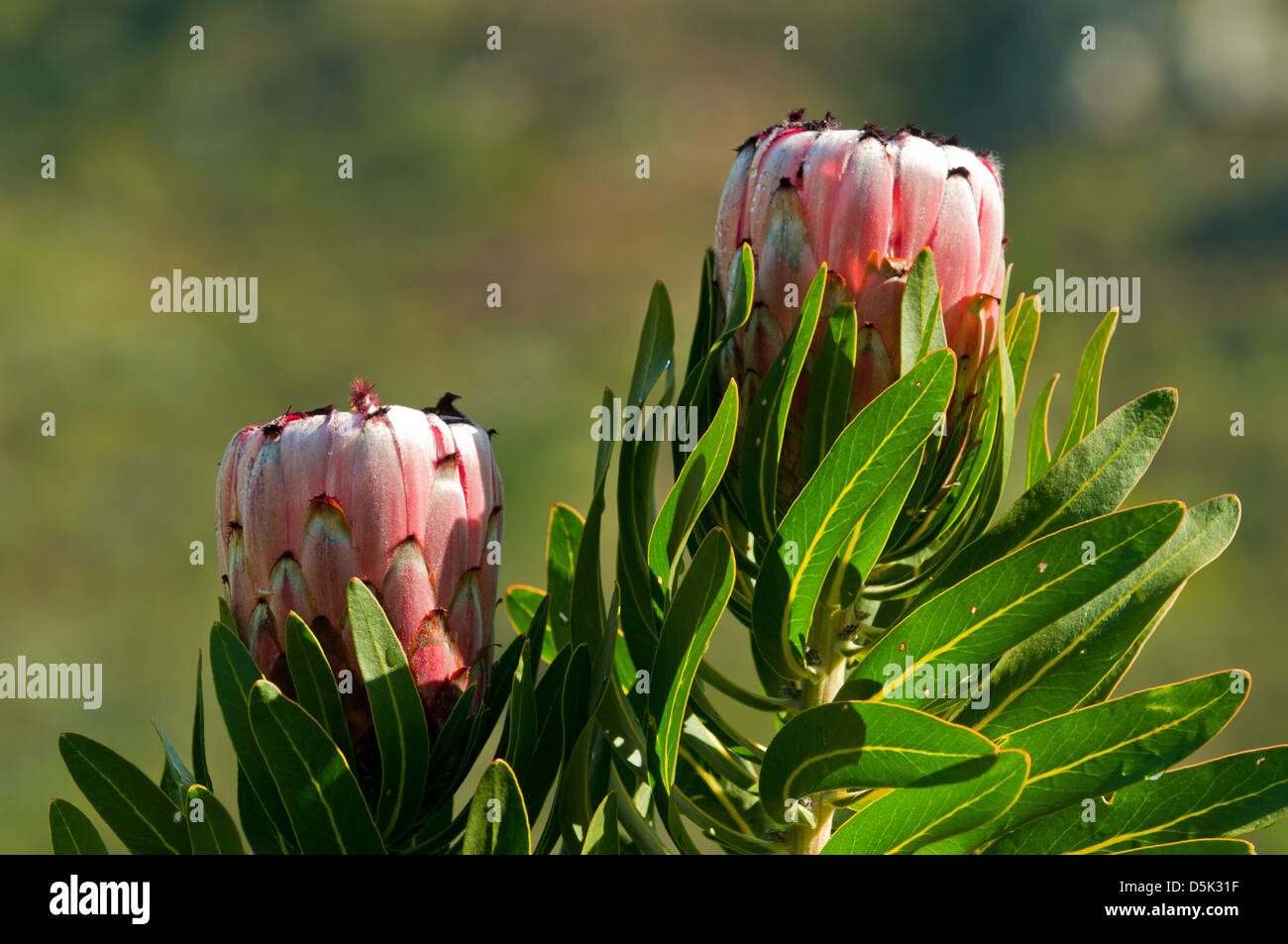 Das Protea Neriifolia, rosa Nerz Protea Stockfoto