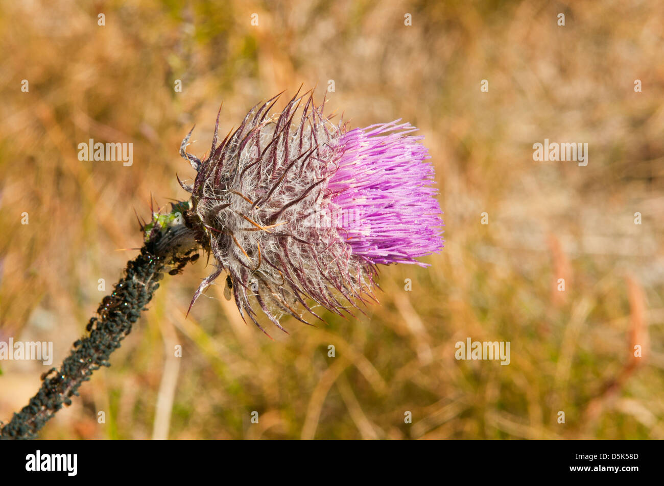 Cirsium Edule, Indian Distel Stockfoto