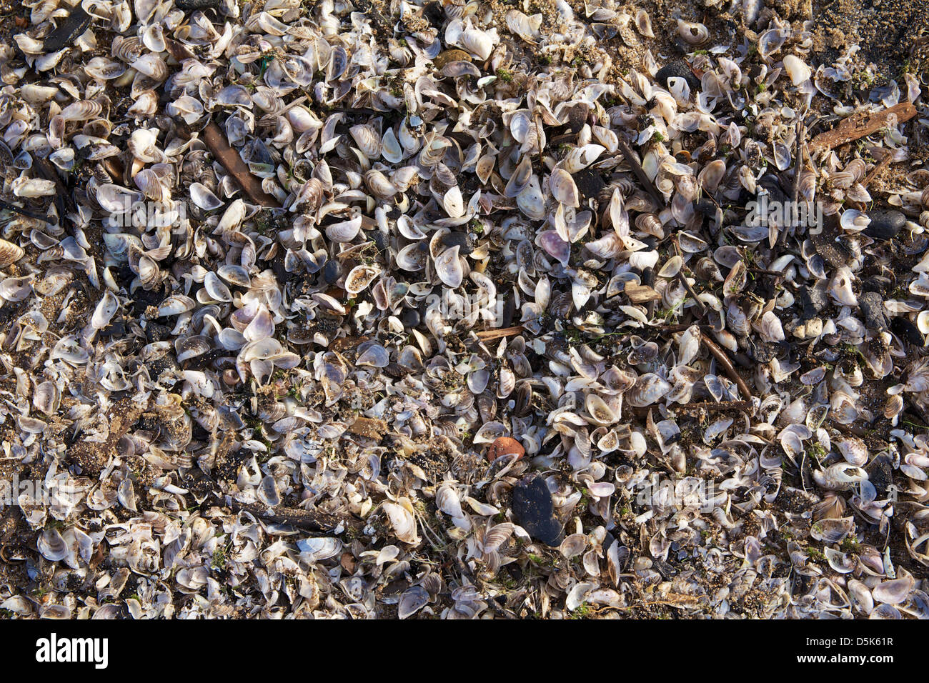 Zebra Muschelschalen am Lake Michigan Strand angespült. Chicago Stockfoto