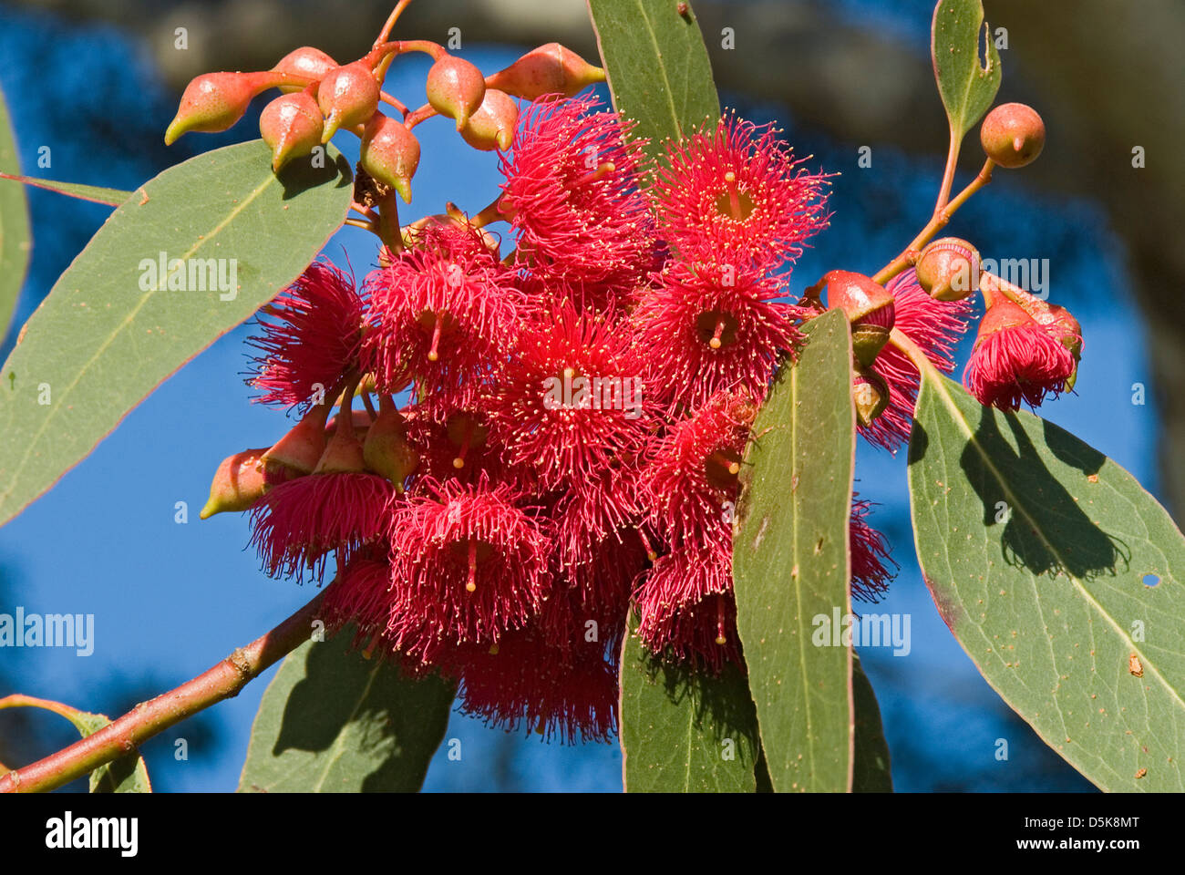 Eucalyptus Leucoxylon Rosea, rote Blüte Gum Stockfoto