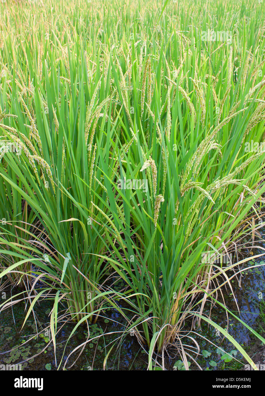 Reiche grüne Reisfelder in Thailand. Stockfoto