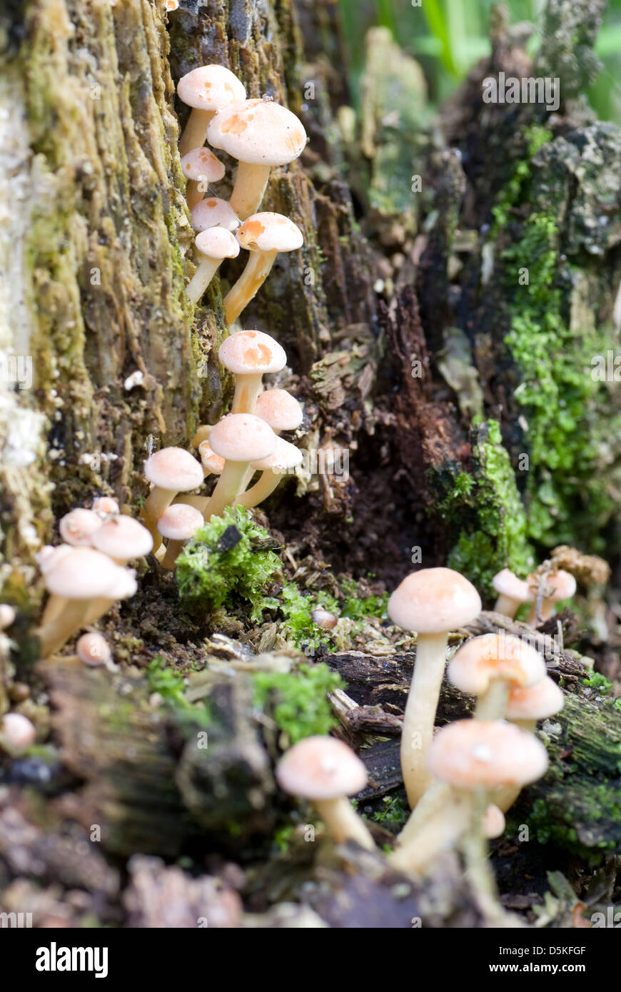 wenig nicht essbaren Pilz am Stamm Baum Stockfoto