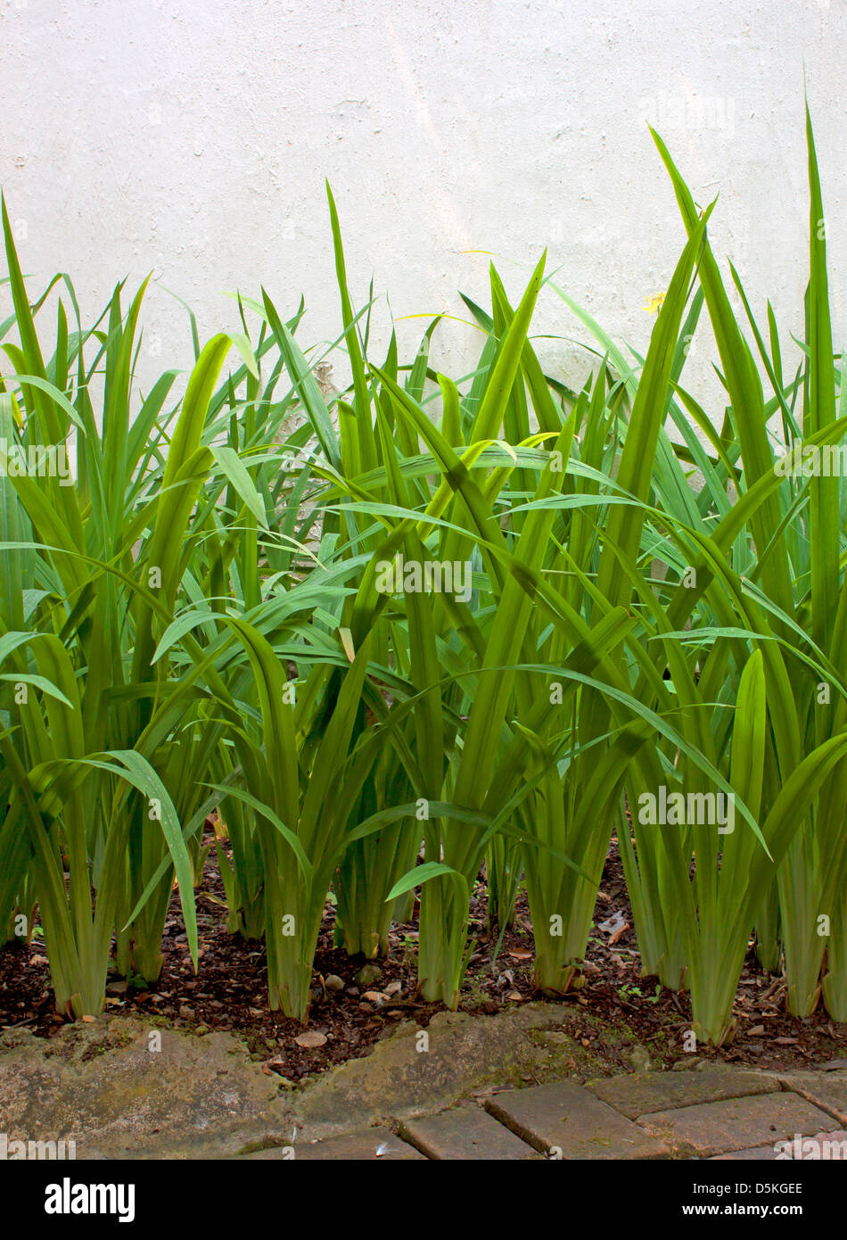 Lange, schmale Blätter, grasgrün Wand natürliche Stockfoto