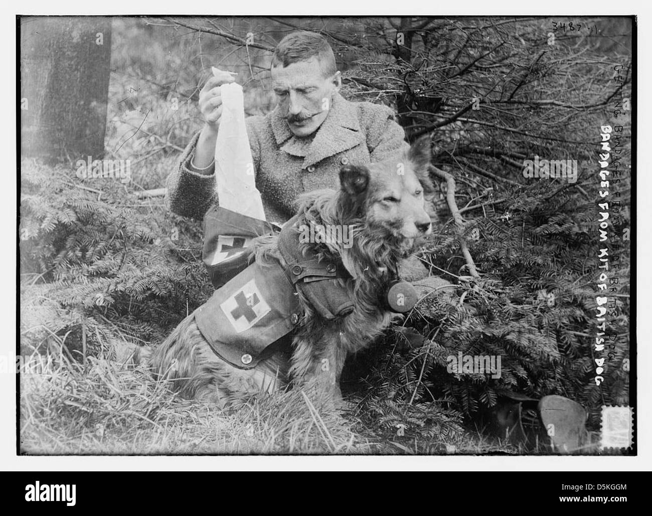 Bandagen aus Kit der britischen Hund (LOC) Stockfoto