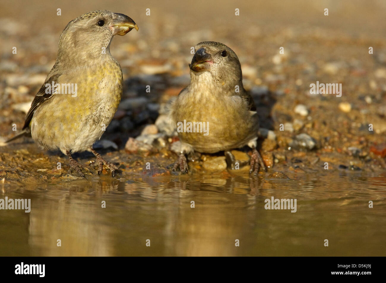 Parrot gegenwechsel (loxia pytyopsittacus) 2 Frauen im Trinkwasser Stockfoto