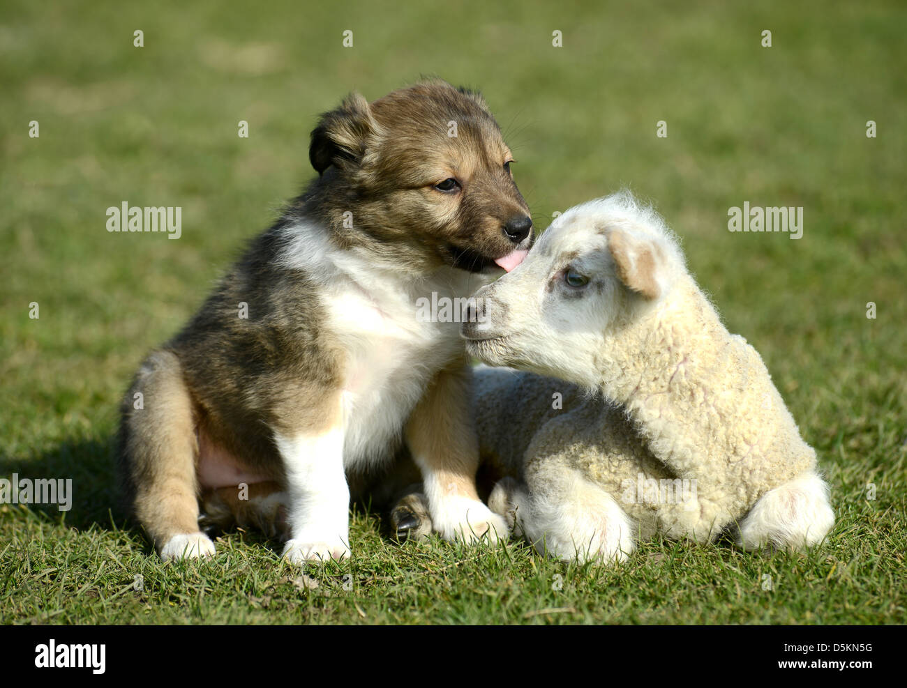 Welpen und Lamm spielen zusammen Stockfoto