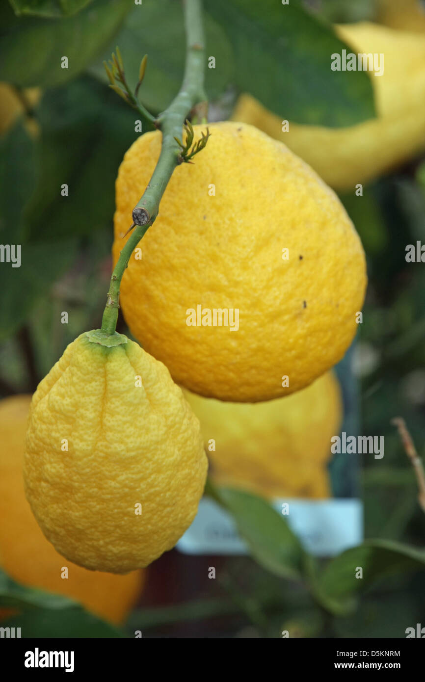große saftige und faltig Zitrone im Sommer an der Pflanze hängen Stockfoto