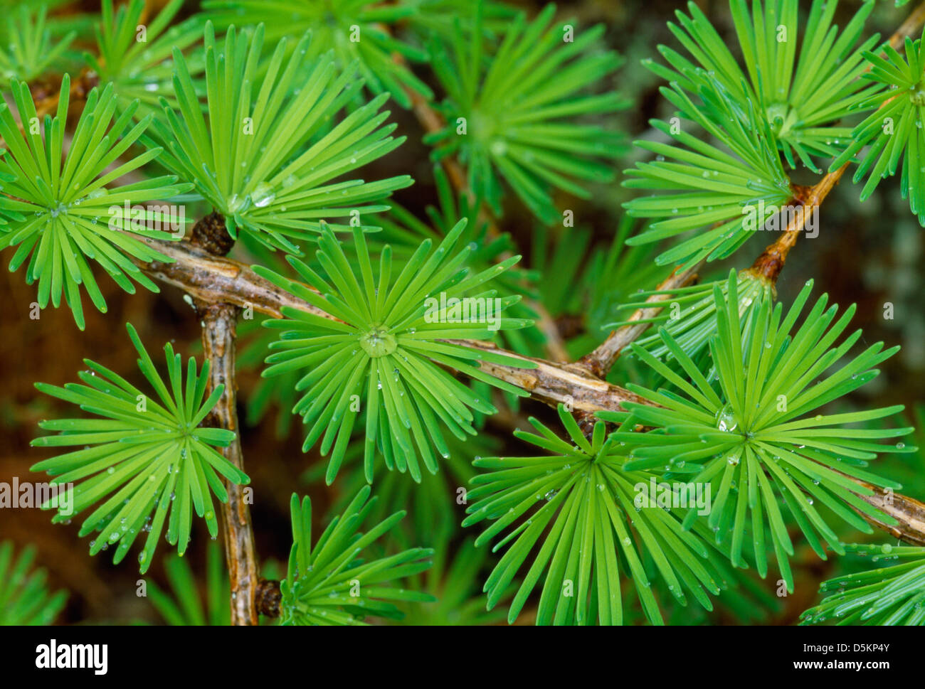Gemeinsamen Lärche Larix Decidua Tannenbäumen Stockfoto