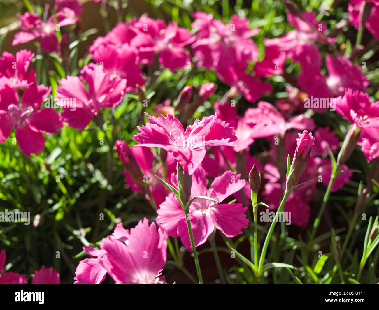 türkische Nelke rosa Stockfoto