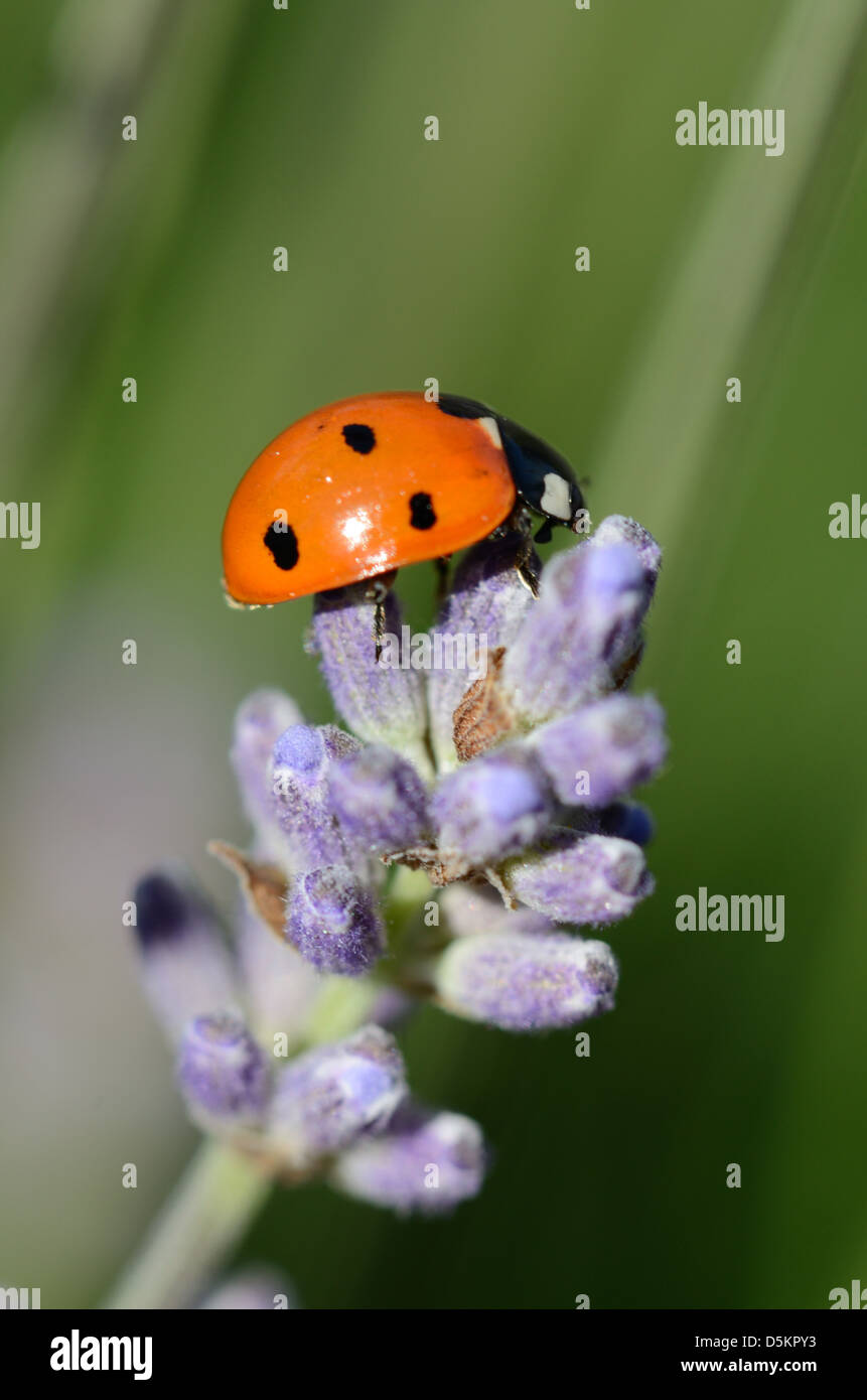 Ladybird mit 7 Flecken, Ladybird mit sieben Flecken oder Ladybug Coccinella septempunctata mit sieben Punkten auf Lavenderb Flower Stockfoto