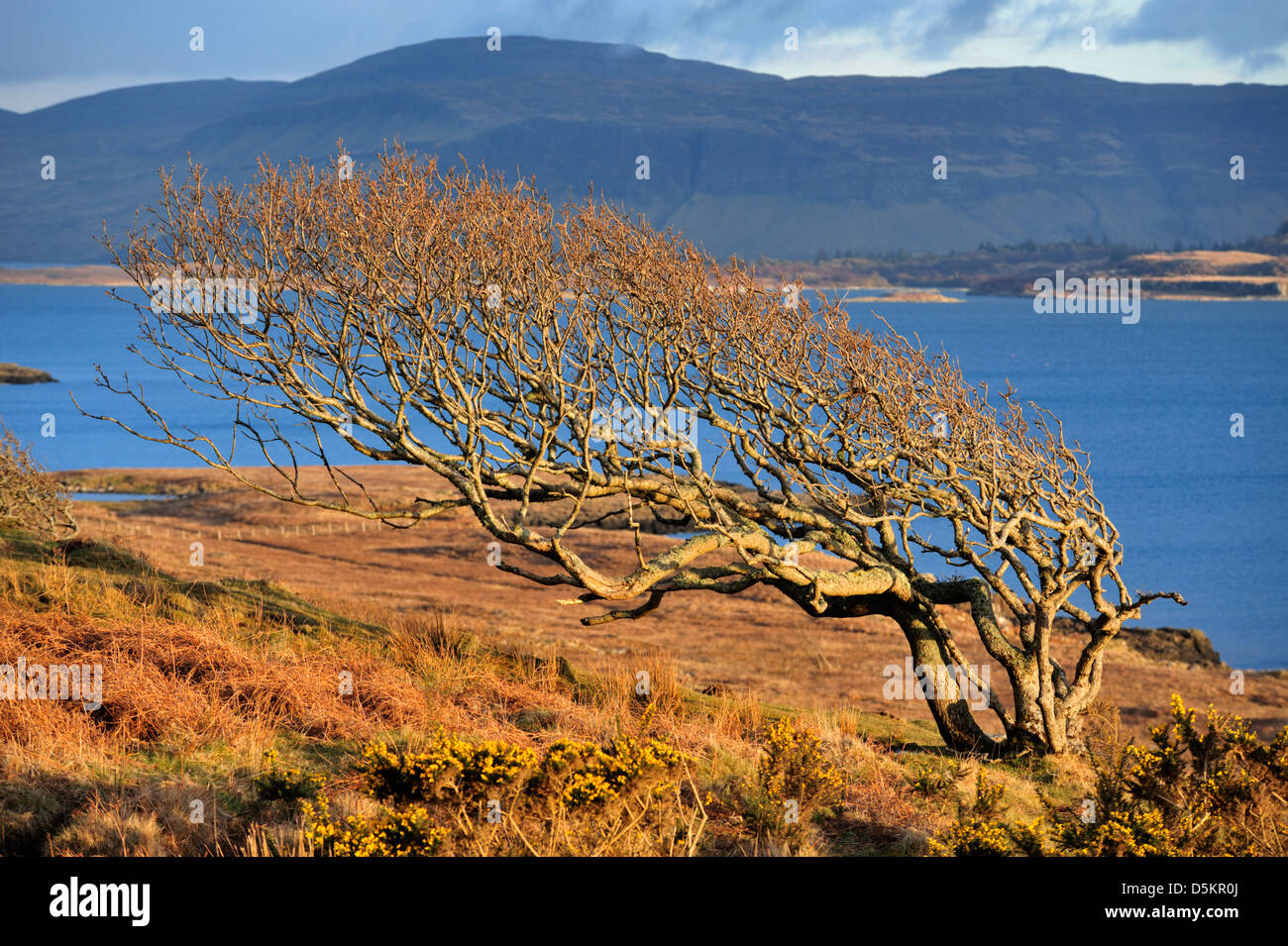 Sessile Eiche Quercus Petraea Fagaceae Stockfoto