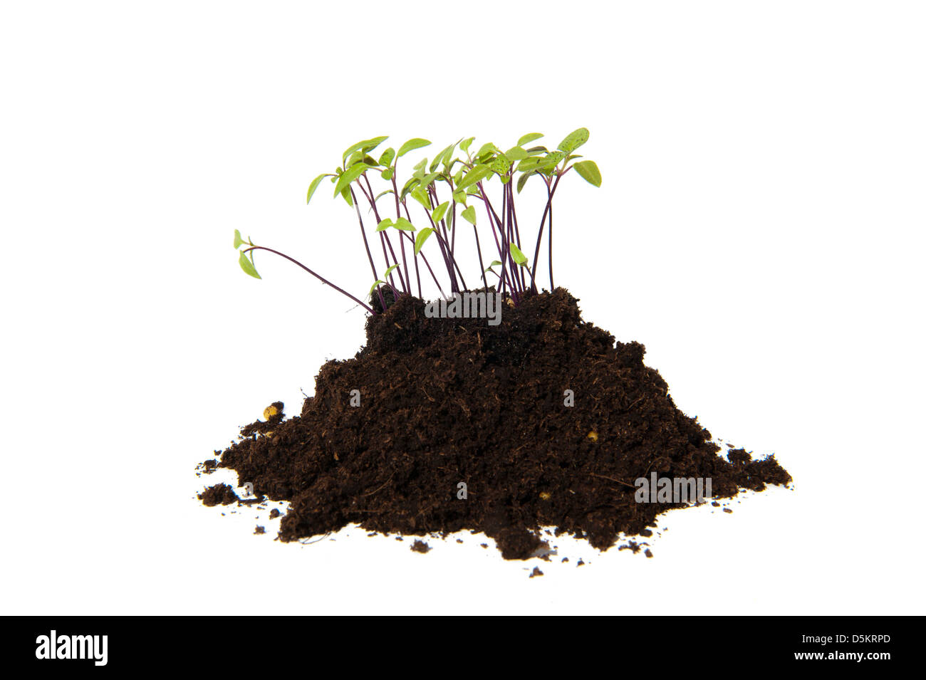 Junge Stecklinge von Saatgut von Apple Of Peru (Nicandra Physalodes, Zegekruid) wächst aus einem Stapel von Boden Stockfoto