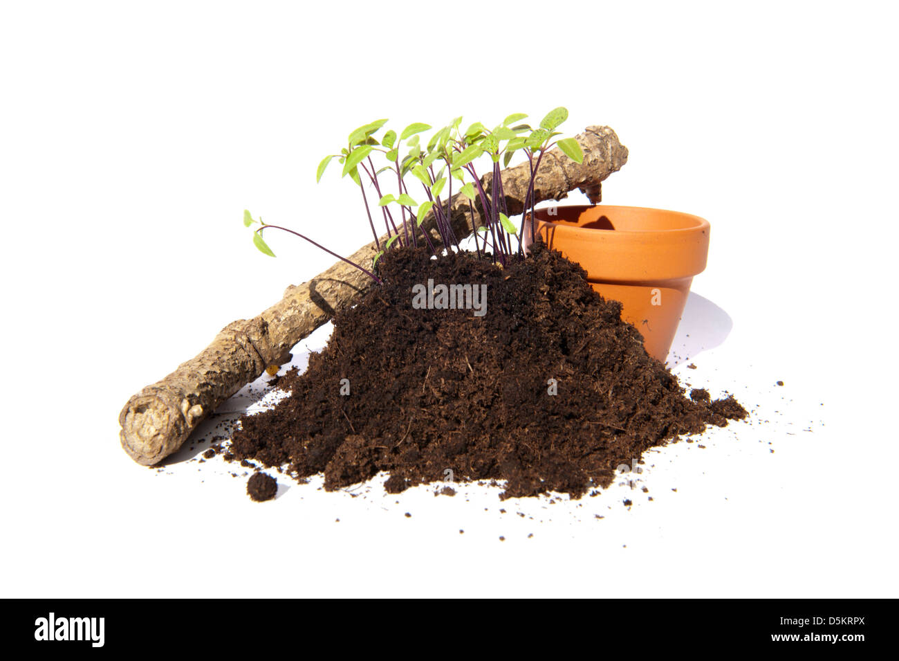 Junge Stecklinge von Saatgut von Apple Of Peru (Nicandra Physalodes, Zegekruid) Stockfoto