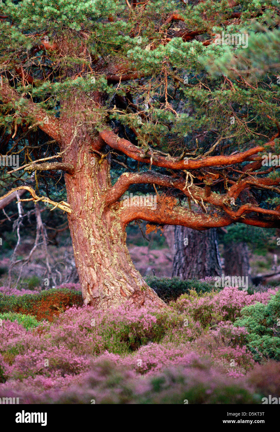 Scots Kiefer Pinus Sylvestris Tannenbäumen Stockfoto