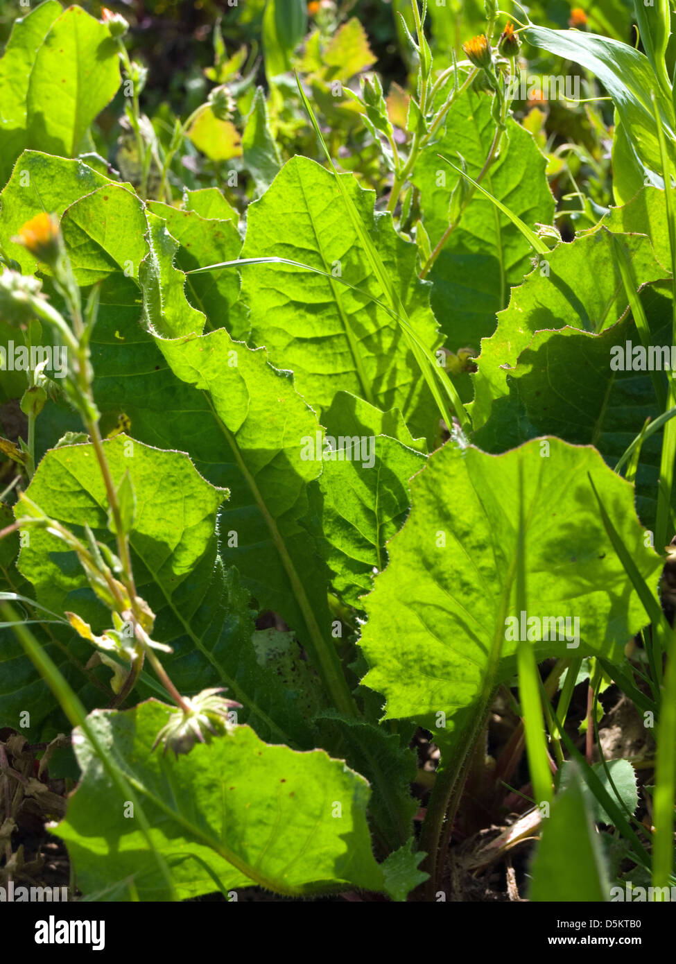 Sprucini - Wildgemüse Stockfoto