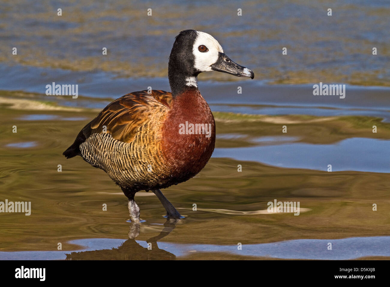 White-faced Pfeifen-Ente Stockfoto