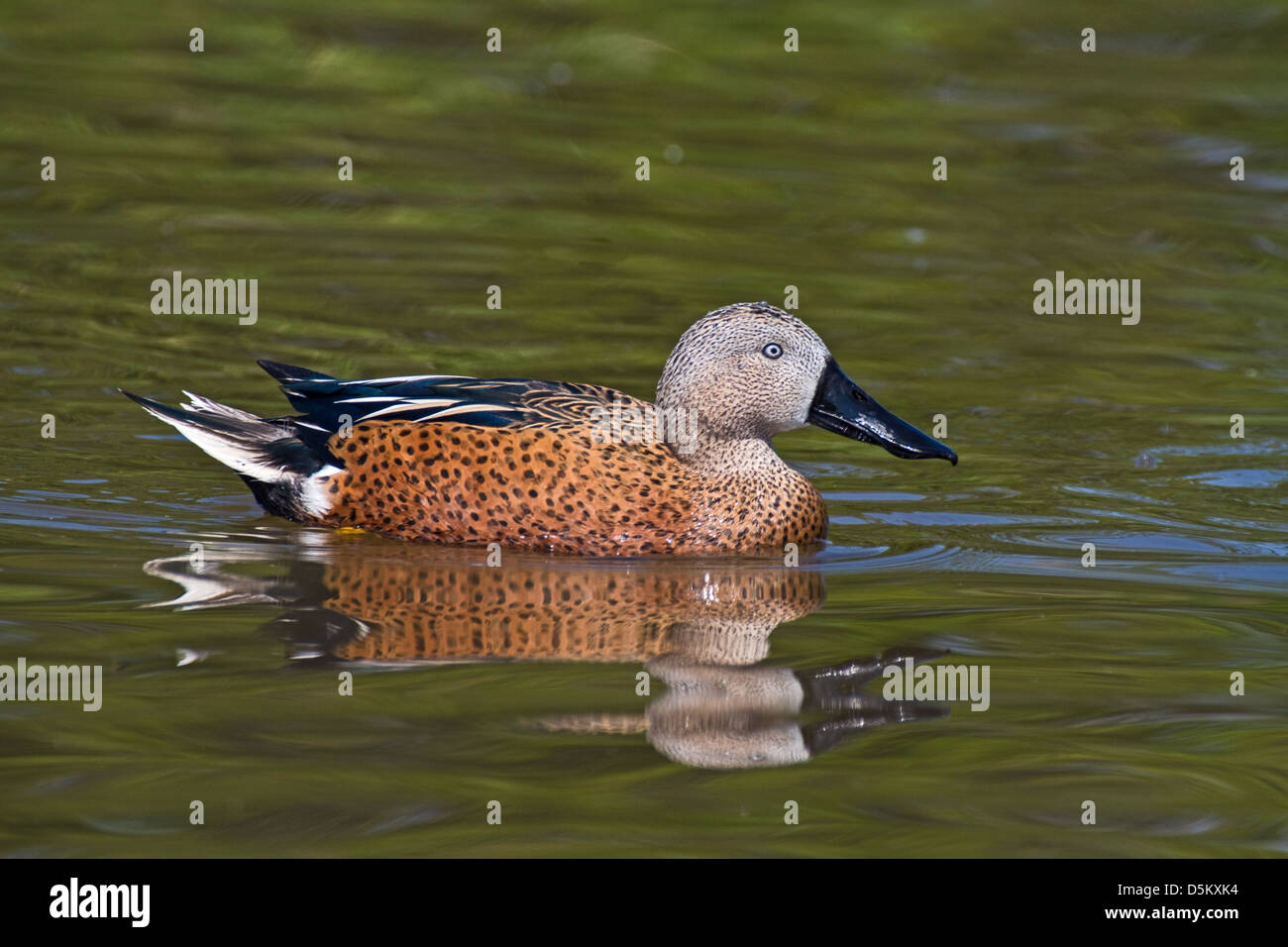 Männliche rote Löffelenten Stockfoto