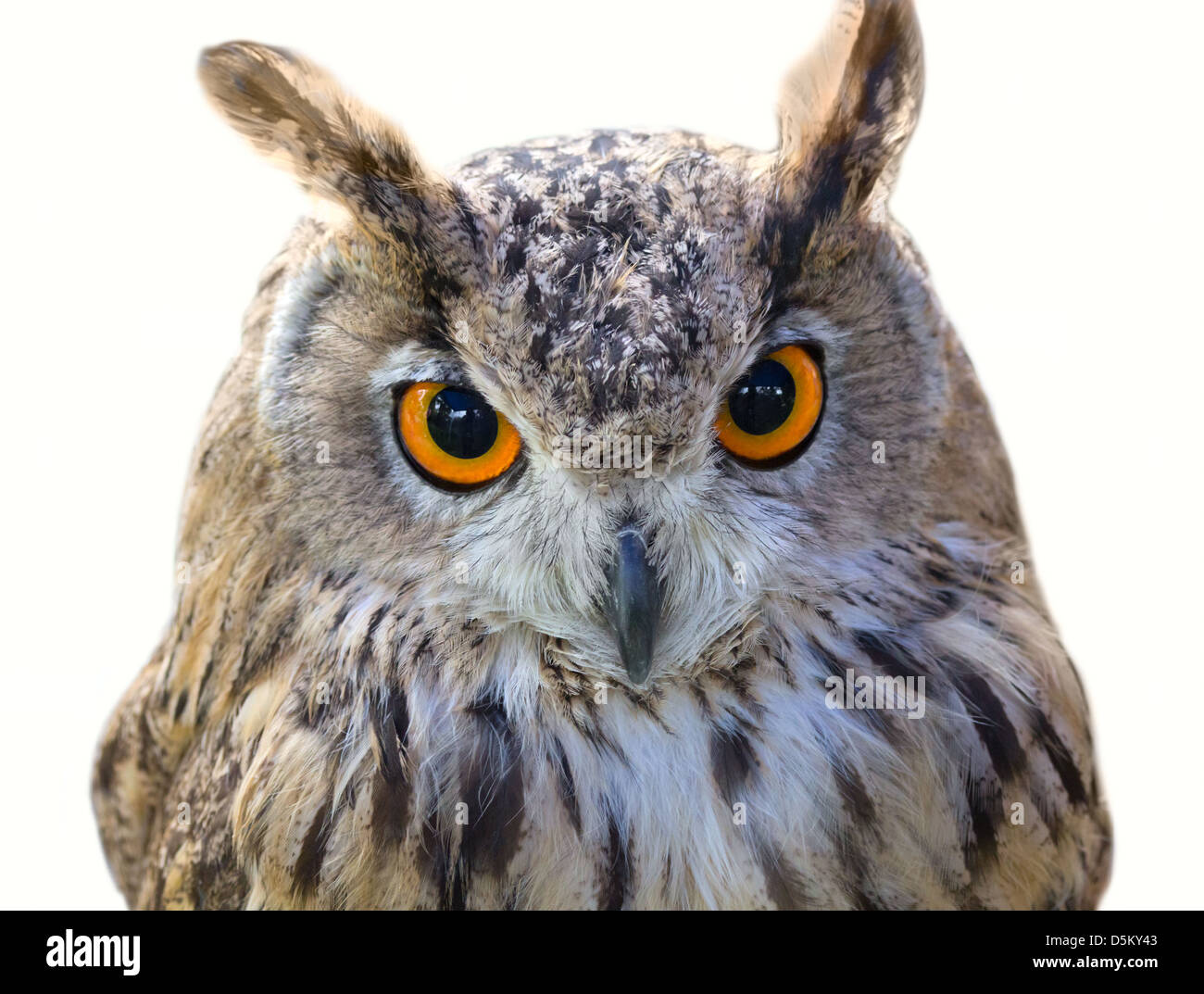 Eule Vogelkopf Stockfoto