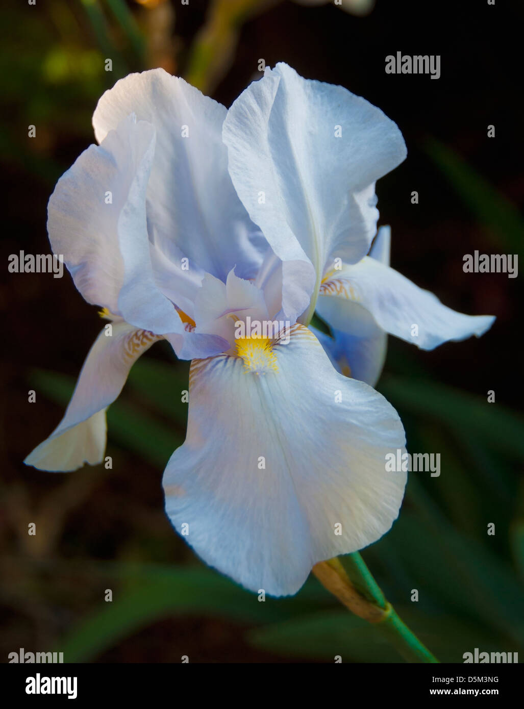 Weiße iris Stockfoto