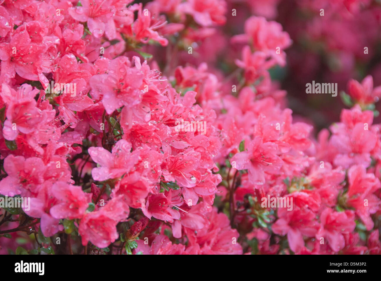 Azalee Blüte Stockfoto