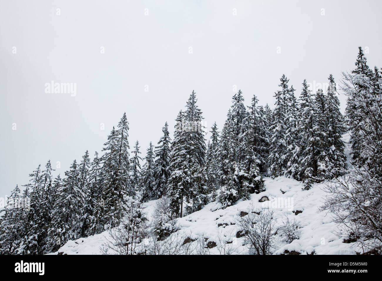 Schneebedeckte Kiefern in den Alpen, Frankreich Stockfoto