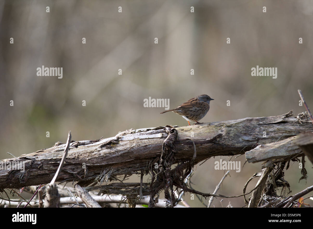 Ein wilder Heckenbraunelle Vogel, Prunella Modularis, stehend auf einem Haufen umgestürzte Baumstämme in einem britischen Waldgebiet. Stockfoto