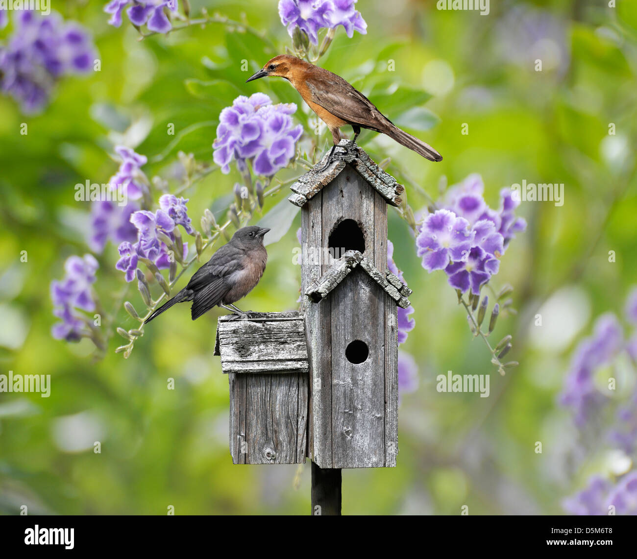 Femaile schwarzer Vogel und ein Babyvogel Sitzstangen auf ein Vogelhaus Stockfoto