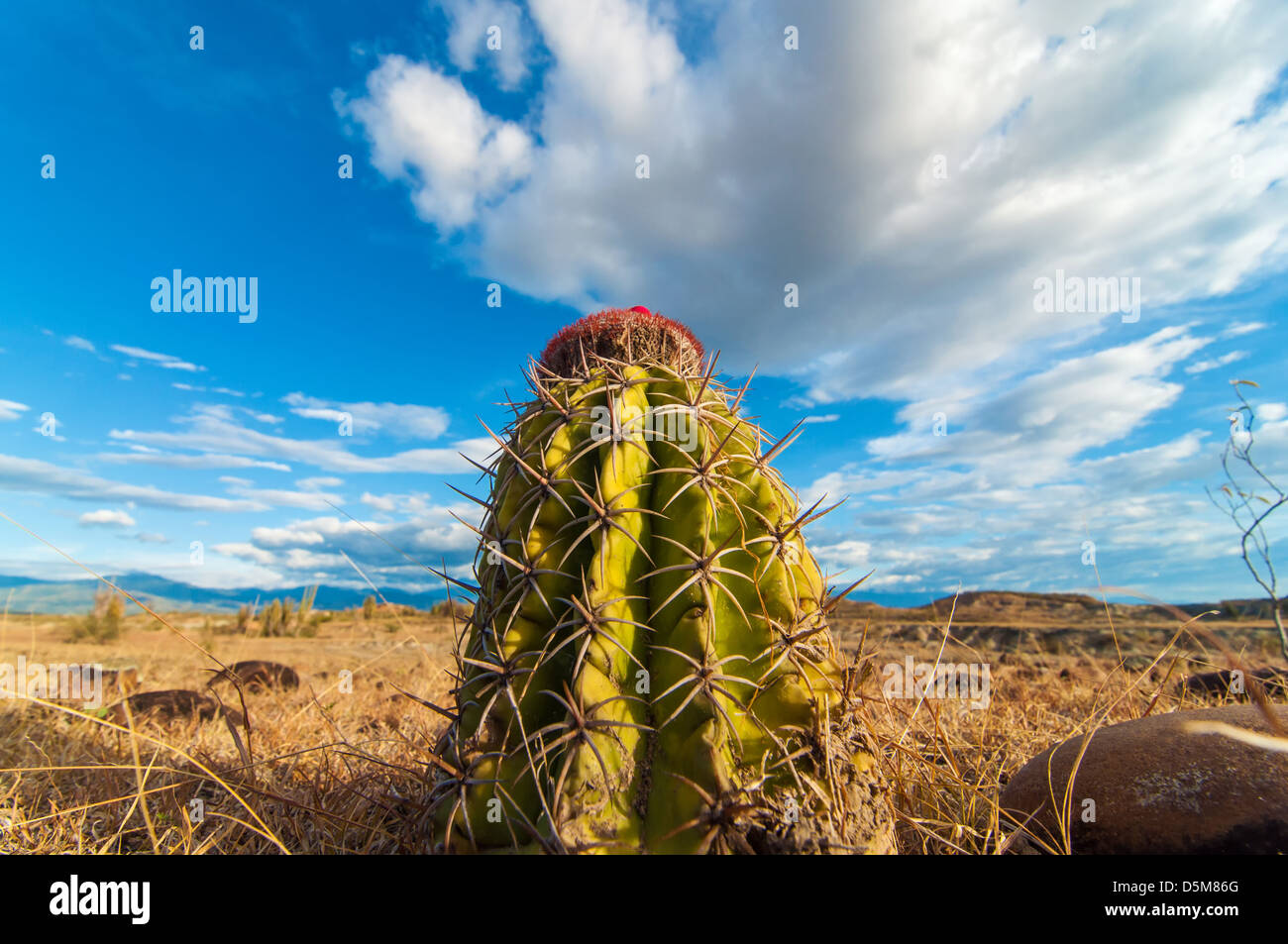 Closeup Kaktus mit einem tiefblauen sy Stockfoto
