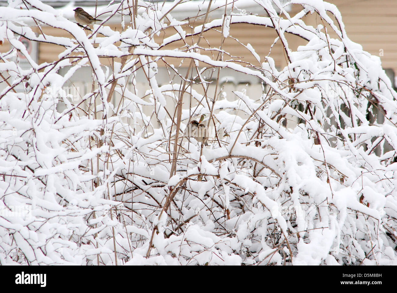 Vögel, inmitten der verschneiten Busch nach dem Sturm, Selig, genießen die Ruhe. Stockfoto